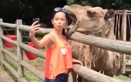 Cô gái hú hồn khi chụp hình tự sướng bên lạc đà