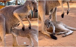 Kangaroo ngã dúi dụi khi cố chui vào túi mẹ