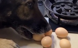 Chú chó lấy trứng gà nhờ sen đập cho ăn