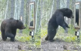 Chú gấu hú hồn khi thấy mình trong gương