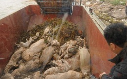 Trung Quốc ‘khai quật’ 300 tấn xác heo giấu trong lòng đất suốt 4 năm