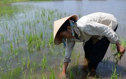 Đầu tư cho ĐBSCL: đã ít lại còn phập phù