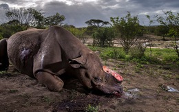 Ảnh tê giác đen bị cưa sừng thắng giải ảnh quốc tế 2017