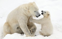 Ảnh mẹ con gấu Bắc cực 'sưởi ấm trái tim'