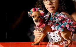Đến El Salvador xem cún cưng diễn thời trang