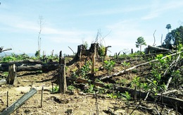 Xác định một số người phá rừng phòng hộ ở Quảng Nam