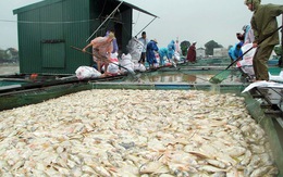 Hàng trăm tấn cá nuôi lồng trên sông Bồ chết trắng do lũ