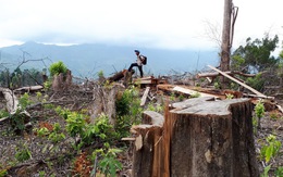 Thủ tướng lại yêu cầu xử nghiêm vụ phá rừng ở Tiên Lãnh