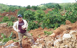 Sụt lở đất nghiêm trọng, chôn vùi 10ha cà phê ở Lâm Đồng