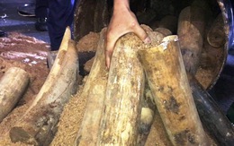 Bắt lô ngà voi lậu giấu trong 200 thùng phuy nhựa đường xuất khẩu