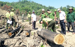 Khởi tố vụ án phá 43,7 hecta rừng ở An Lão