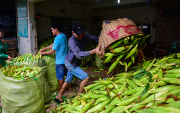 Tấp nập kẻ mua người bán tại chợ bắp lớn nhất Sài Gòn