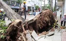 Khẩn trương kiểm tra hàng cây xanh trên đường Nguyễn Thái Bình