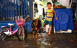 Không mưa, người Sài Gòn vẫn bì bõm lội nước