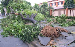Hơn 300 cây xanh ở TP.HCM bị đổ, gãy do  bão số 14