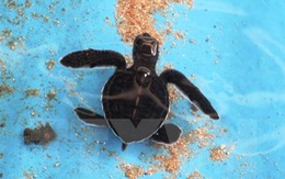 Nói không với trứng vích, bảo vệ 'Thiên đường rùa biển' Côn Đảo
