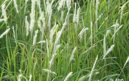 Rễ cỏ tranh hỗ trợ điều trị viêm thận cấp