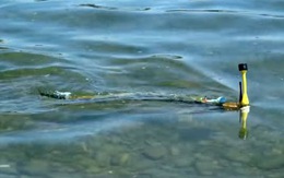 Robot lươn phát hiện ô nhiễm nước