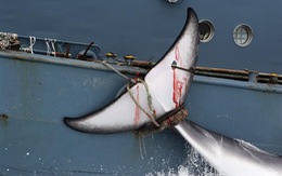 Nhật Bản bị chỉ trích về chiến dịch bắt cá voi ngoài khơi biển Đông