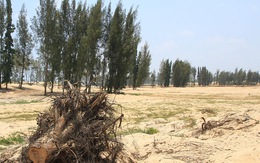 Vụ phá rừng ở Phú Yên: Thanh tra Chính phủ tiếp tục kiểm tra dự án New City