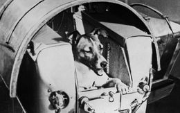 60 năm trước, chó Laika bay vào vũ trụ