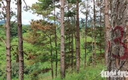151 cây thông rừng Đà Lạt bị 'đầu độc' bằng thuốc diệt cỏ