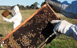 75% mật ong được lấy mẫu trên thế giới bị nhiễm thuốc trừ sâu