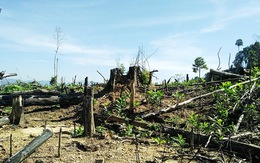Kiểm tra rừng phòng hộ sau yêu cầu của Thủ tướng