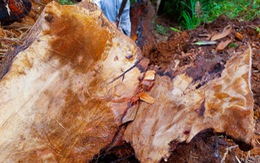 Cục Kiểm lâm vào cuộc sau loạt bài phá rừng của Tuổi Trẻ