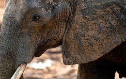Ông Trump hoãn lệnh nhập khẩu xác voi sau khi bị phản đối