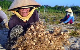 Lãnh đạo Quảng Ngãi nói dân tự quyết việc hợp tác trồng tỏi