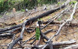 Kỷ luật nhiều cán bộ xã vụ phá rừng phòng hộ Tiên Lãnh