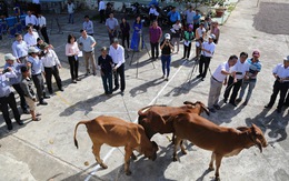 Tặng 15 bò giống cho các gia đình khó khăn ở Kon Tum