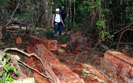 Chuyển hồ sơ bãi cưa xẻ gỗ trong rừng cho công an