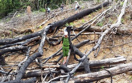 Cách chức chủ tịch xã trong vụ phá rừng phòng hộ Tiên Lãnh