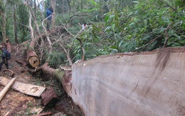 Bắt hai trạm trưởng bảo vệ rừng ở Nghệ An