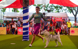 Xem cún cưng tranh tài trong Dog show 2017 tại Sài Gòn