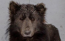 Chú chó mặt gấu gây xôn xao tại Nga