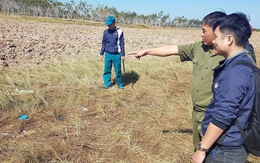 Điều tra vụ gần 100ha mía cháy nghi bị 'đốt trả thù'