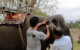 Gắn chíp để quản lý đàn voi nhà Đắk Lắk