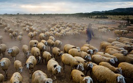 Đàn cừu Ninh Thuận vào top ảnh đẹp của tạp chí NatGeo