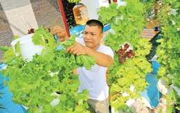 Dân Sài Gòn trồng rau ăn tết