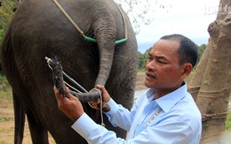 Xót xa những chú voi bị nhổ trụi lông đuôi để bán