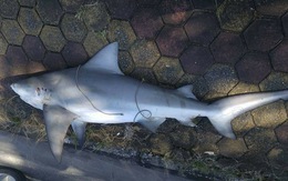 Không có chuyện cá mập tấn công người ở Hạ Long