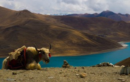 Nếu bạn từng 'lên voi xuống chó', sẽ thấy nhân tình thế thái vô thường ở Tây Tạng