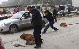 Kinh hoàng với bầy chó ngao Tây Tạng thả rông ở Trung Quốc