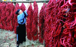 Khám phá nghề làm ớt ở Trung Quốc