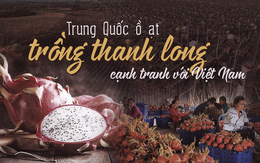 Trung Quốc ồ ạt trồng thanh long cạnh tranh với Việt Nam