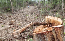 Giám định thiệt hại vụ lợi dụng chủ trương tận thu để 'phá rừng'