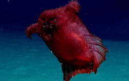 Video 'quái vật gà không đầu' dưới đại dương